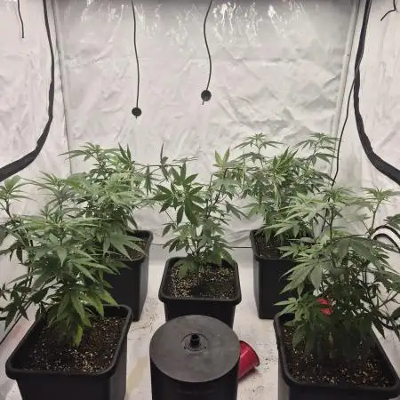 Multi grow