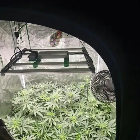 Clone's