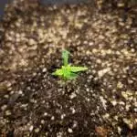 Stardawg Auto