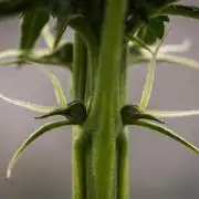 Pink Runtz - Farm #23