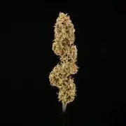 Apple Fritter - Farm #22