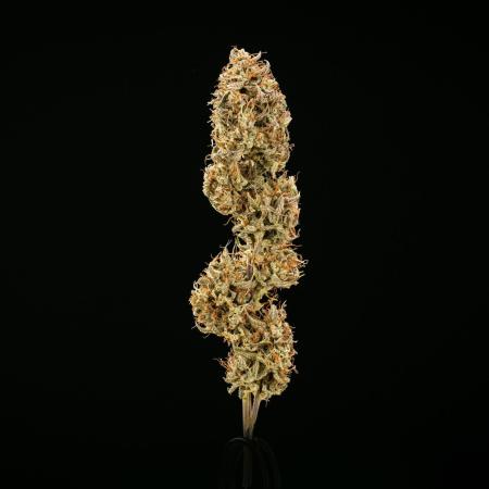Apple Fritter - Farm #22