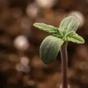 Royal Creamatic - Farm #21