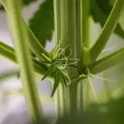 Tropicana Cookies Purple - Farm #21