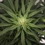 Royal Creamatic - Farm #21