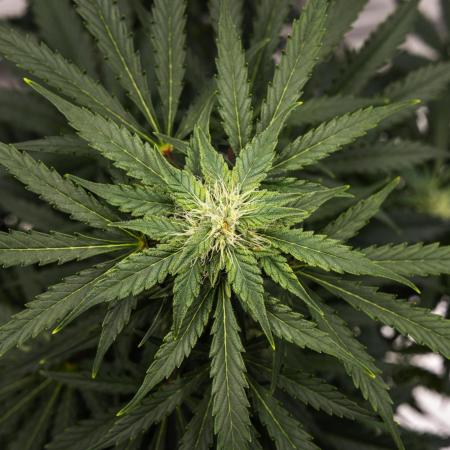 Royal Creamatic - Farm #21