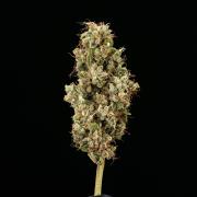 Sticky Queen - Farm #21