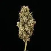 Sticky Queen - Farm #21