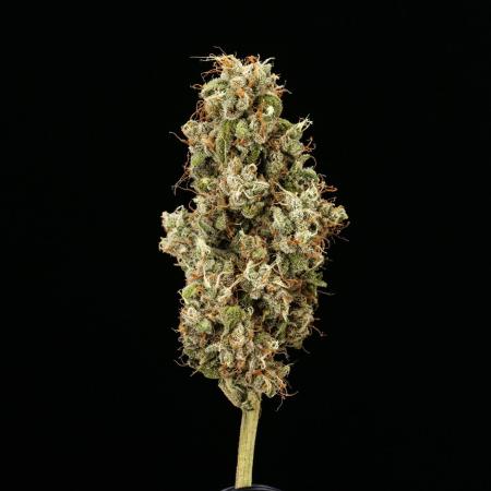 Sticky Queen - Farm #21