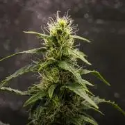 Wedding Cake - Farm #23