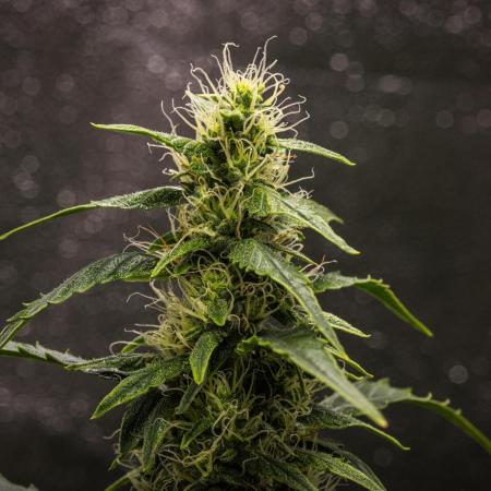 Wedding Cake - Farm #23