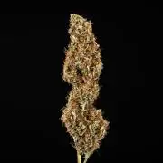 Pink Mist - Farm #19