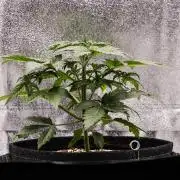 Royal Creamatic - Farm #21