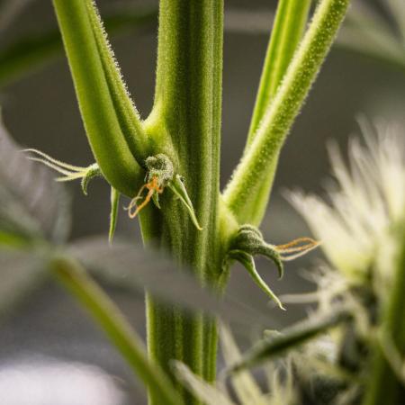 Sticky Queen - Farm #21