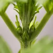 Sticky Queen - Farm #21