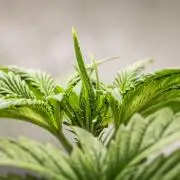 Tropicana Cookies Purple - Farm #21