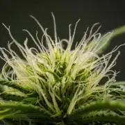 Tropicana Cookies Purple - Farm #21