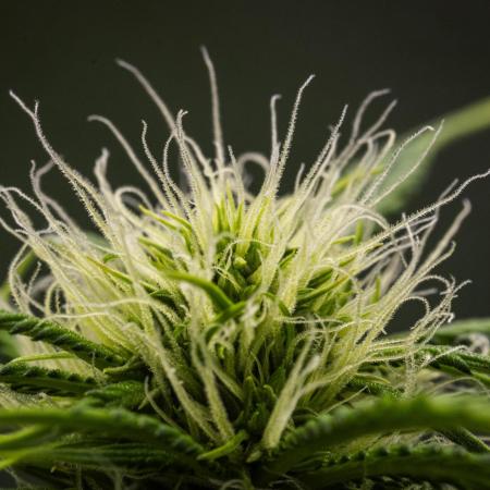 Tropicana Cookies Purple - Farm #21