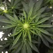 Royal Creamatic - Farm #21