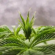 Tropicana Cookies Purple - Farm #21