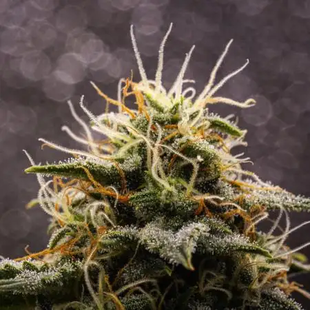 Royal Cheese - Farm #22