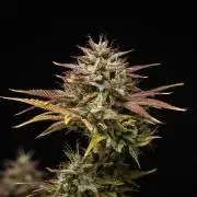 Apple Fritter - Farm #22
