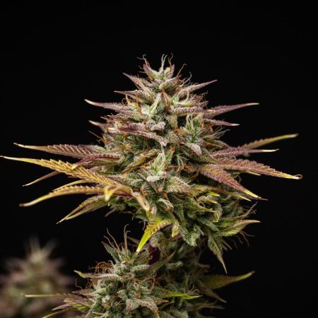 Apple Fritter - Farm #22