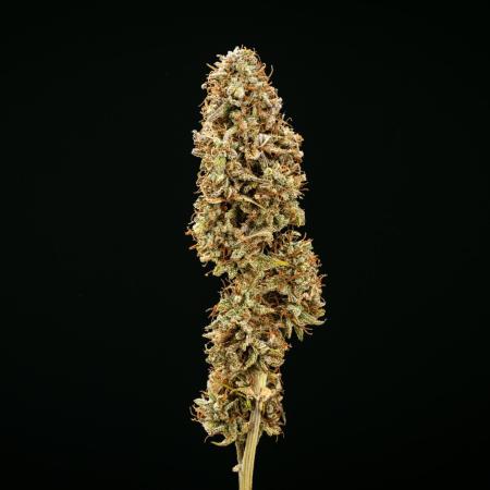 Mexican Rush - Farm #22