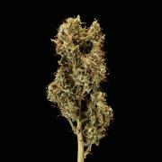Tropicana Cookies Purple - Farm #21