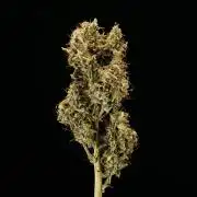 Tropicana Cookies Purple - Farm #21