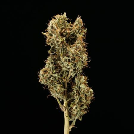 Tropicana Cookies Purple - Farm #21
