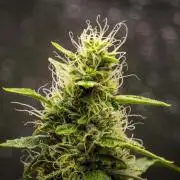 Wedding Cake - Farm #23