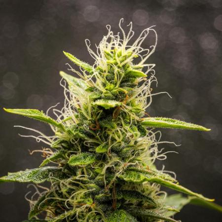 Wedding Cake - Farm #23