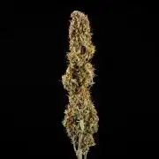 Granddaddy Purple - Farm #19