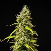 Wedding Cake - Farm #23