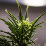 Sticky Queen - Farm #21