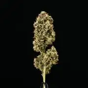 Royal Creamatic - Farm #21
