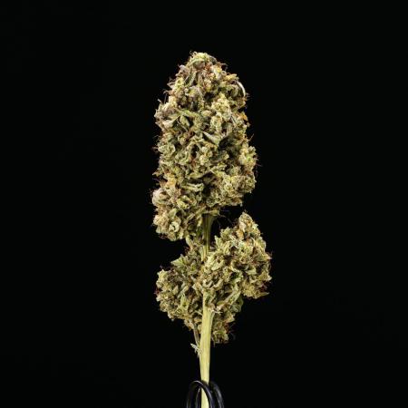 Royal Creamatic - Farm #21