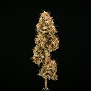 Royal Cheese - Farm #22
