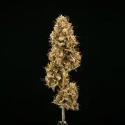 Royal Cheese - Farm #22