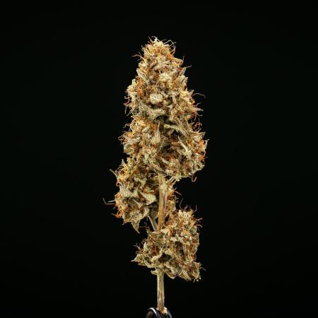 Royal Cheese - Farm #22