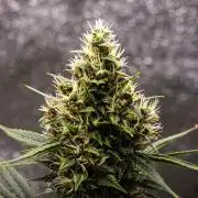 Pink Runtz - Farm #23