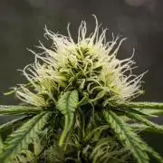 Tropicana Cookies Purple - Farm #21