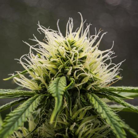 Tropicana Cookies Purple - Farm #21