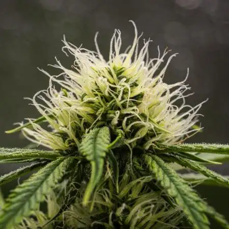 Tropicana Cookies Purple - Farm #21