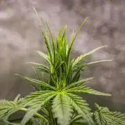Wedding Cake - Farm #23