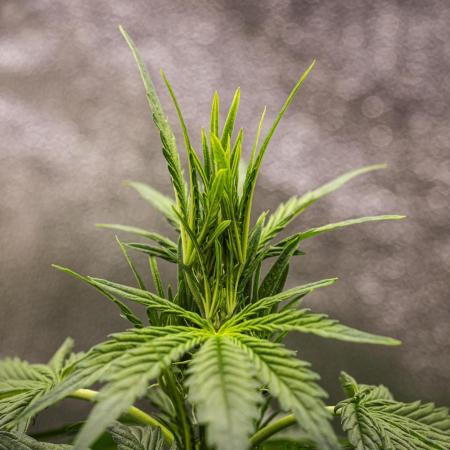Wedding Cake - Farm #23