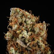 Gaia F1 - Farm #20