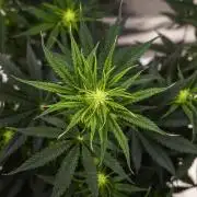 Grape Ape - Farm #23