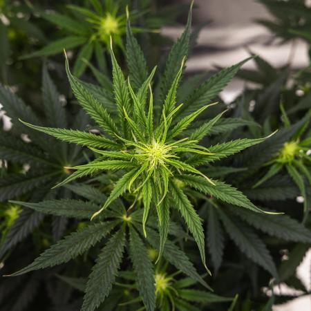 Grape Ape - Farm #23